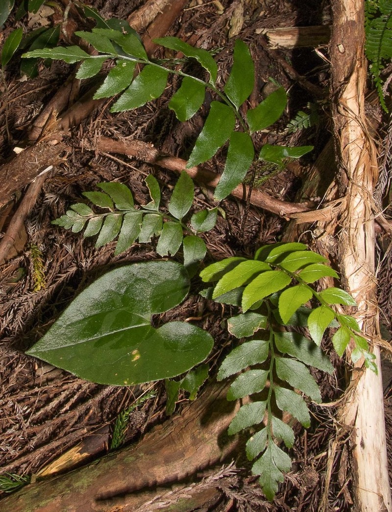 Polystichum hookerianum