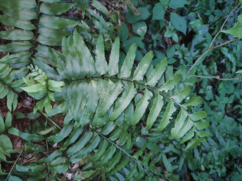 Polystichum hookerianum photo 2