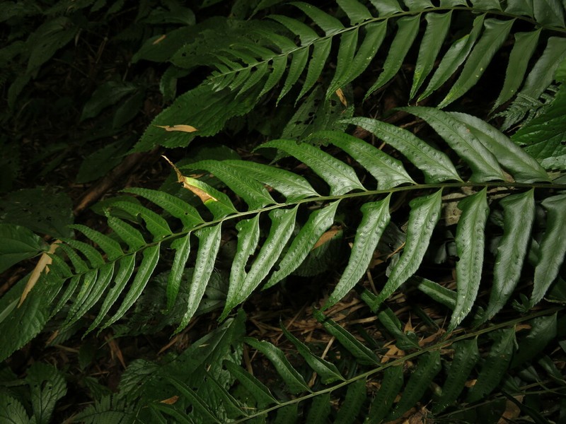 Polystichum hookerianum photo 3