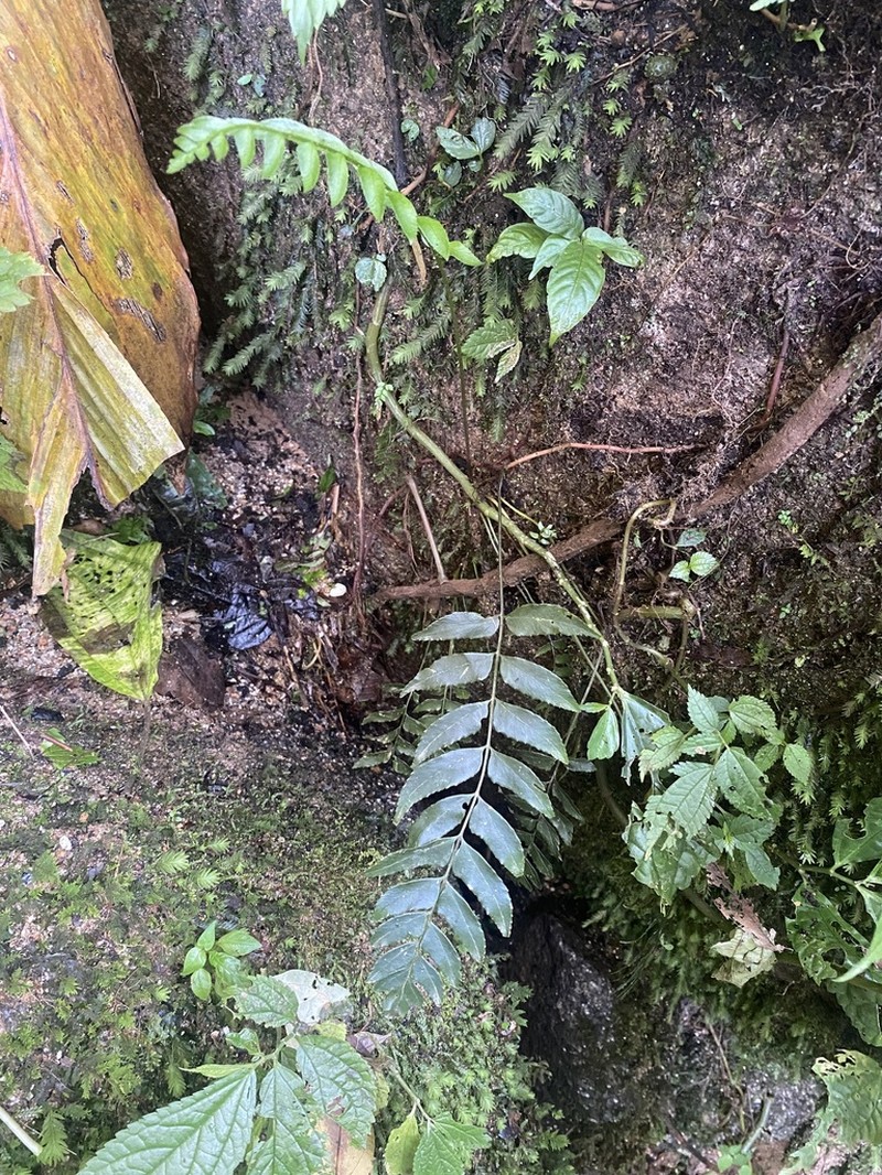 Polystichum hookerianum photo 4