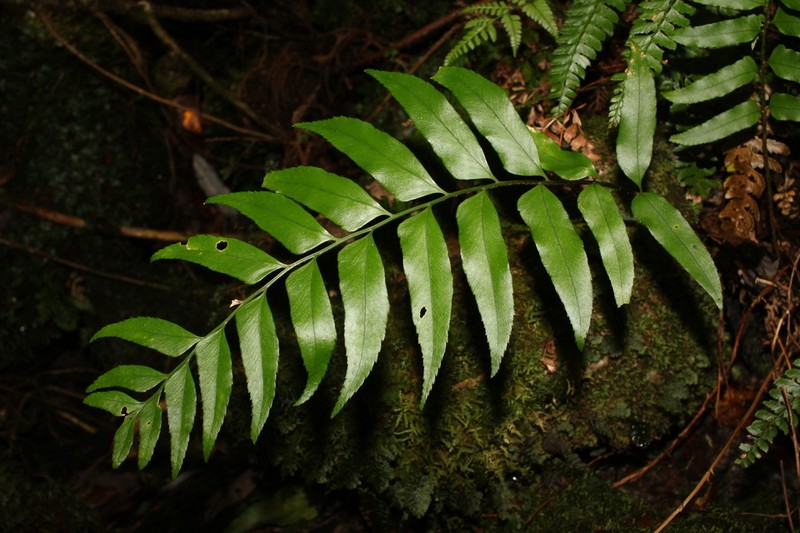 Polystichum hookerianum photo 5