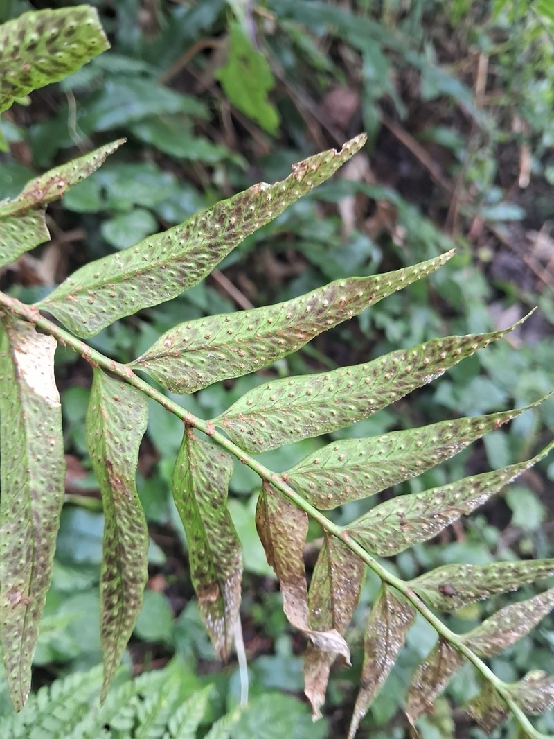 Polystichum hookerianum photo 6