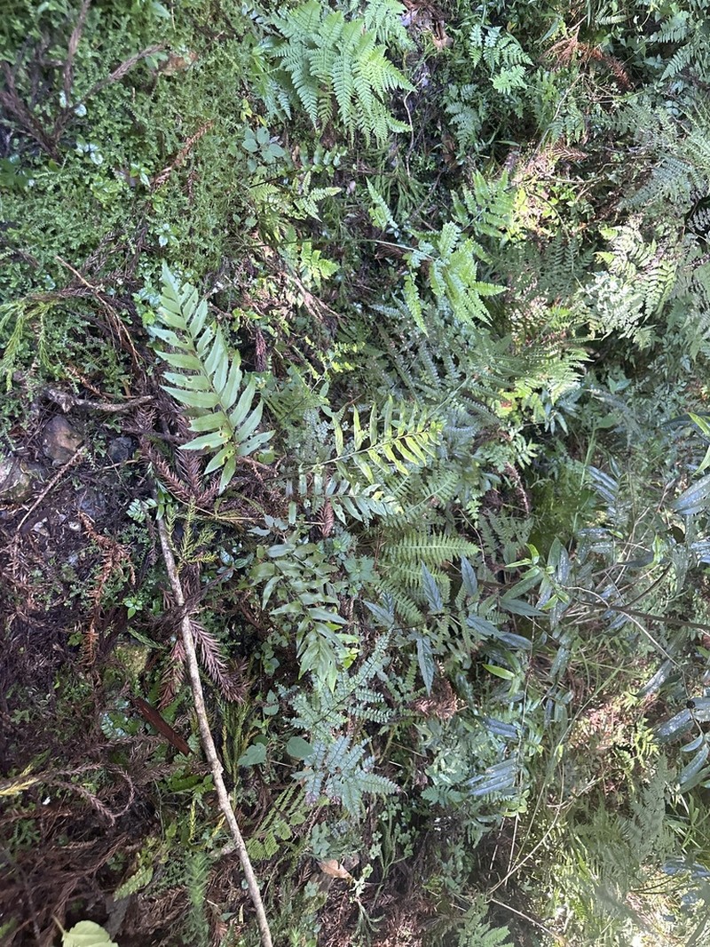 Polystichum hookerianum photo 7
