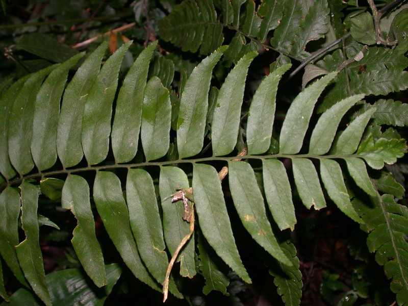 Polystichum hookerianum photo 8