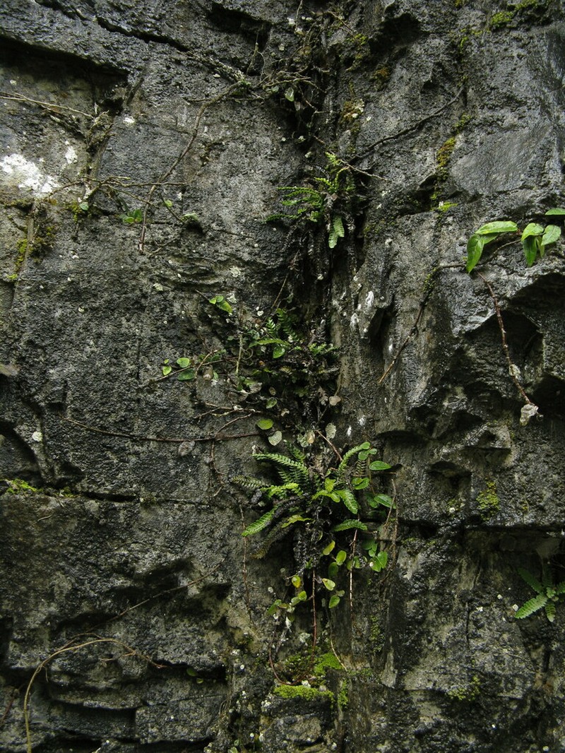 Polystichum hubeiense