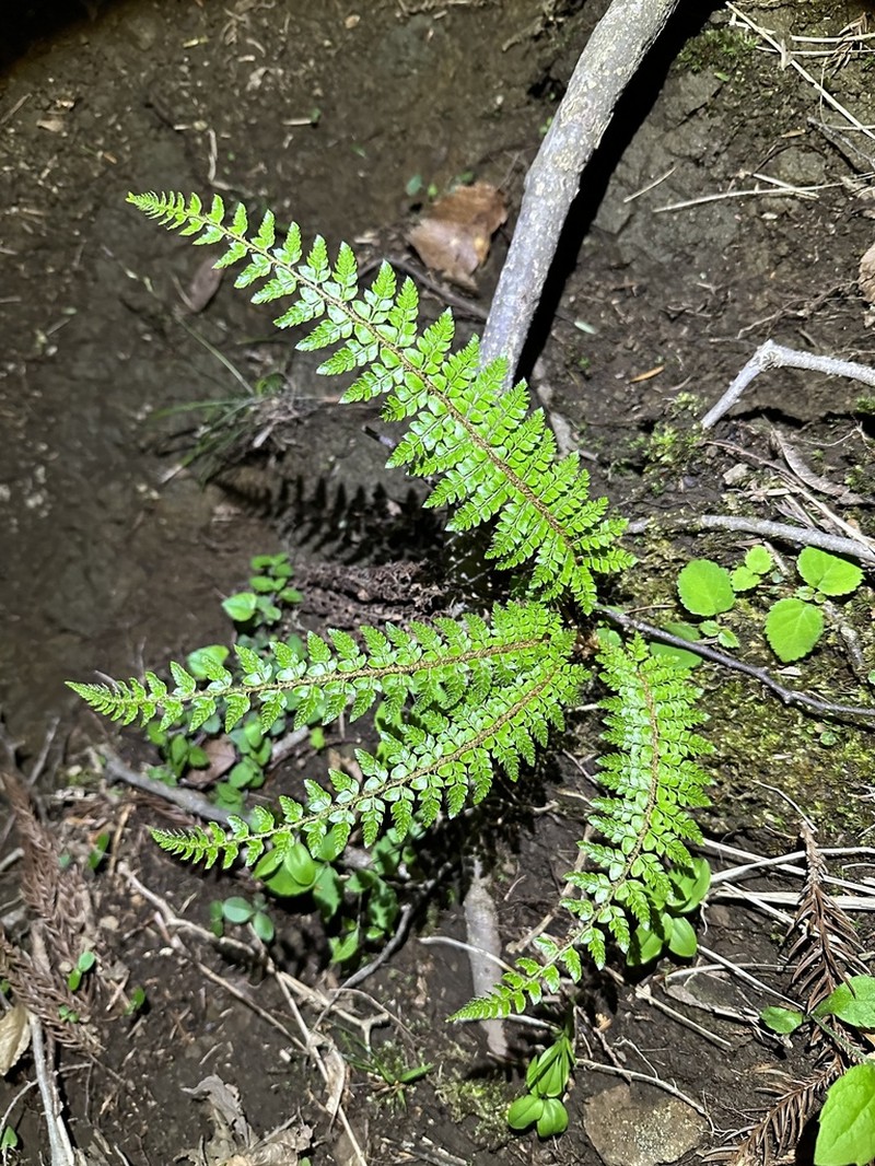 Polystichum igaense