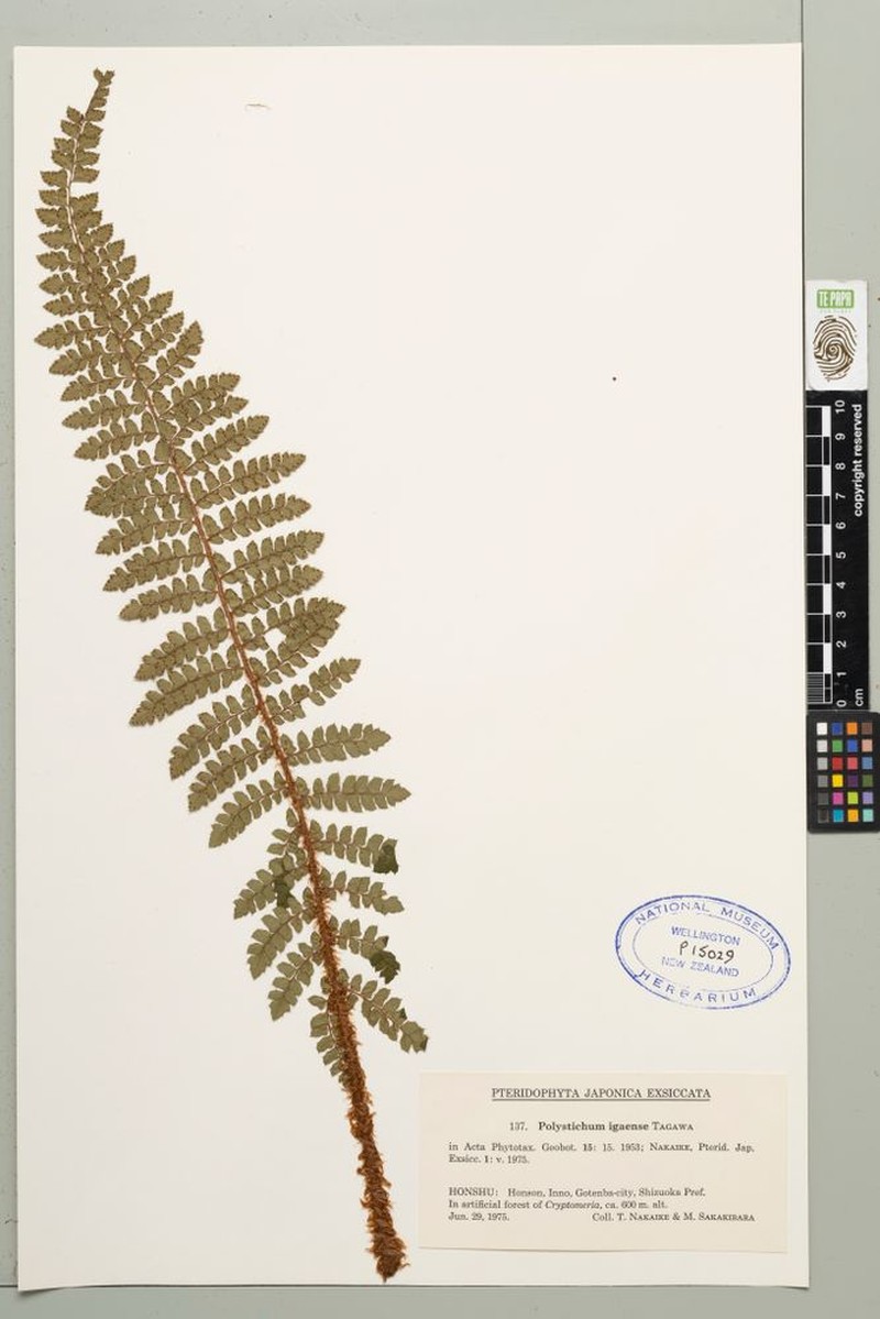 Polystichum igaense photo 2