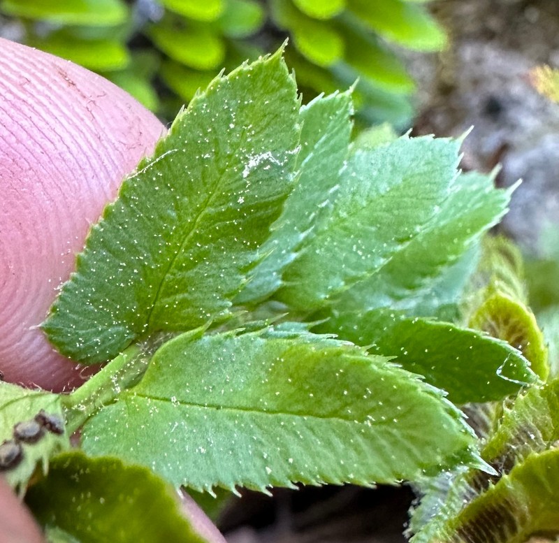 Narrowleaf Swordfern photo 5