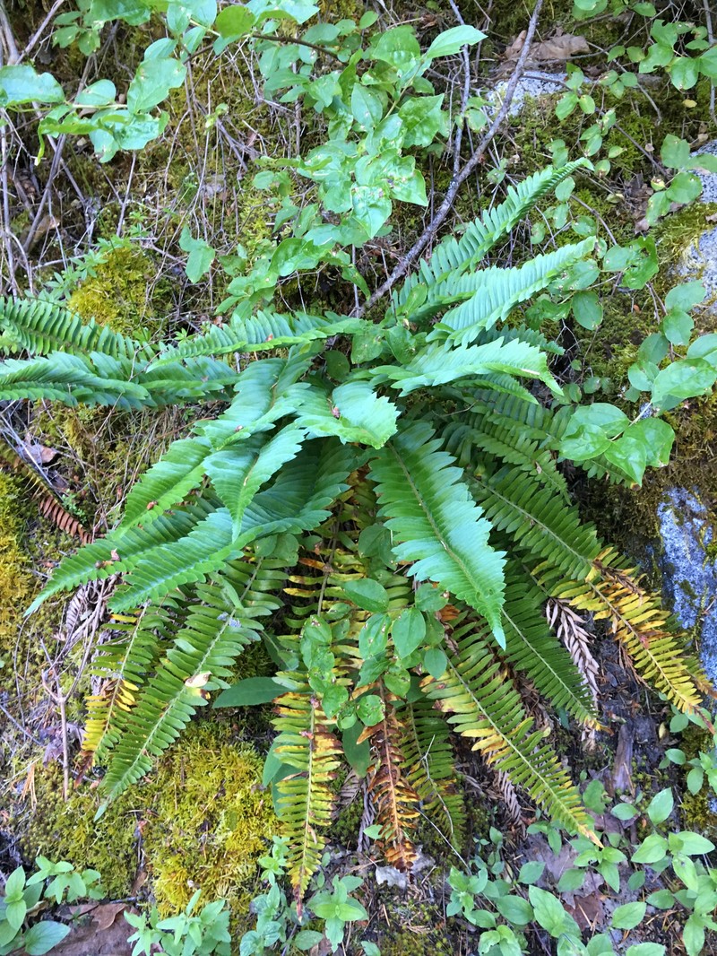 Narrowleaf Swordfern