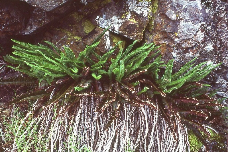 Narrowleaf Swordfern photo 3