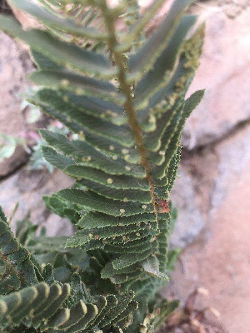 Narrowleaf Swordfern photo 4