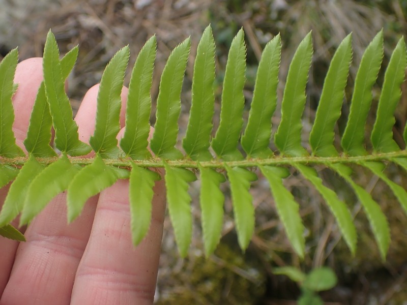 Narrowleaf Swordfern photo 5