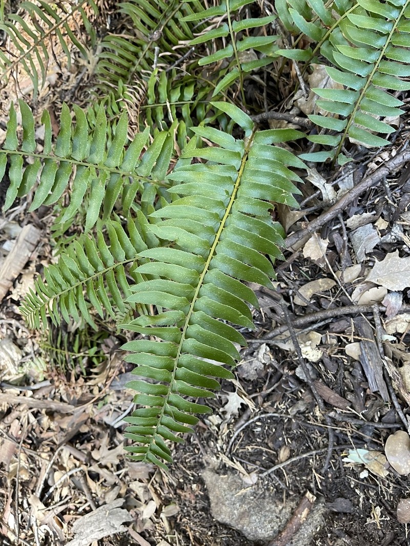 Narrowleaf Swordfern photo 6