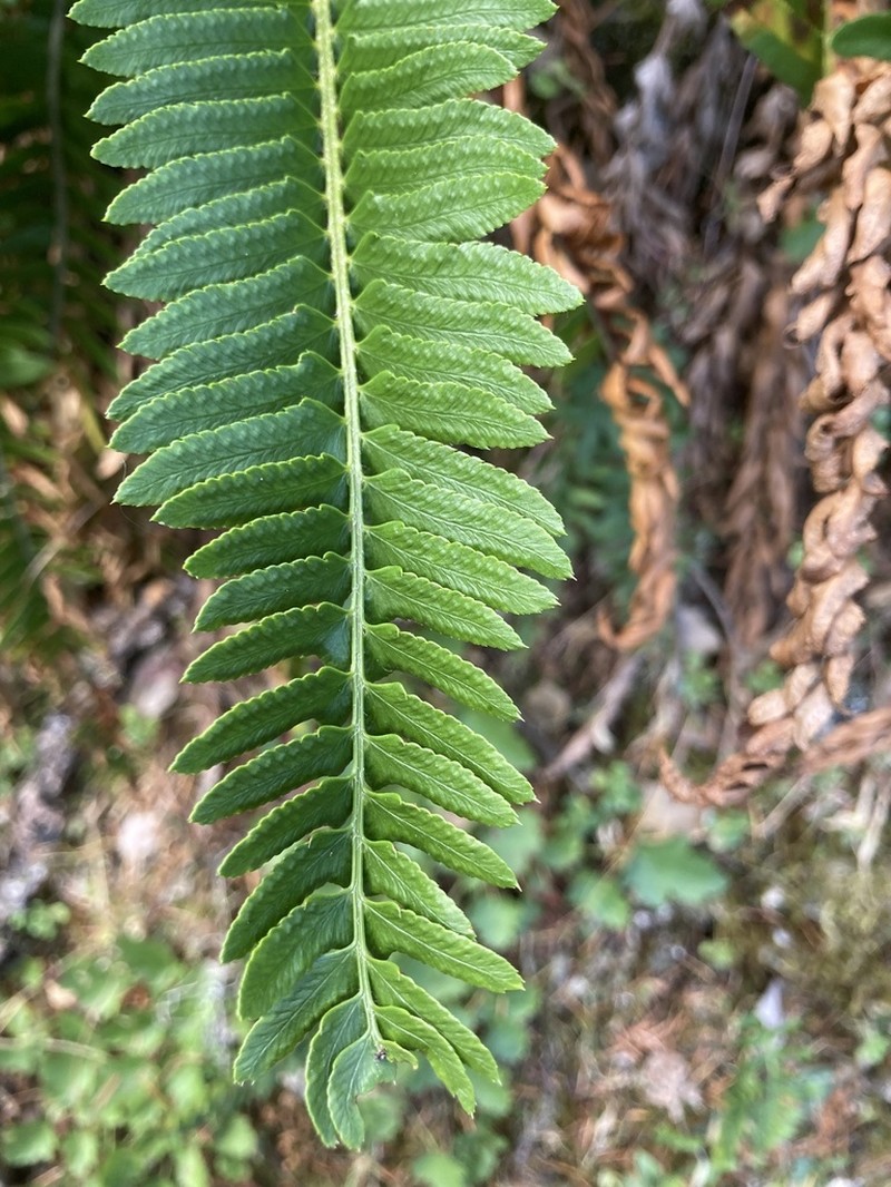 Narrowleaf Swordfern photo 7