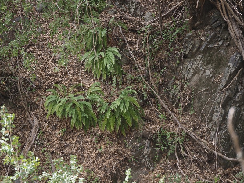 Polystichum imbricans subsp. curtum photo 2