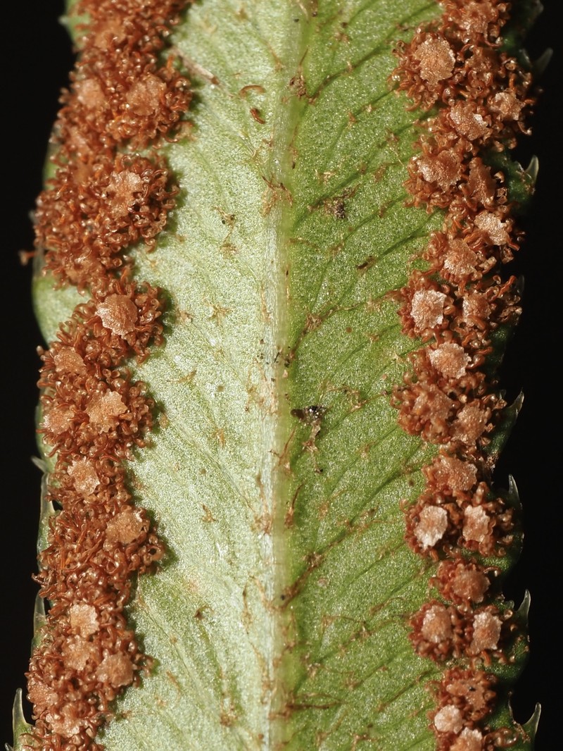 Polystichum imbricans subsp. curtum photo 3
