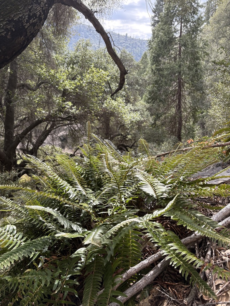 Polystichum imbricans subsp. curtum photo 4