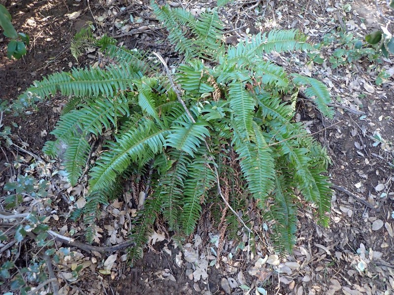 Polystichum imbricans subsp. curtum photo 5