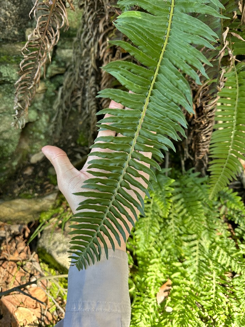 Polystichum imbricans subsp. curtum photo 6