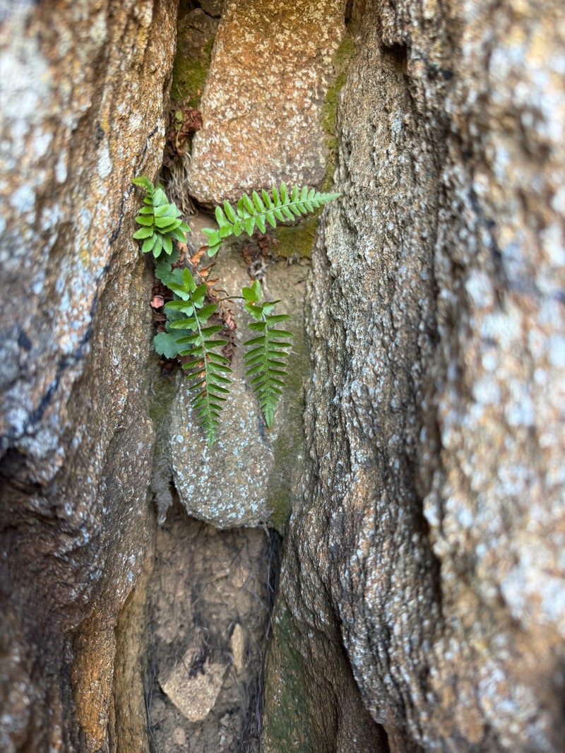 Polystichum imbricans subsp. curtum photo 7