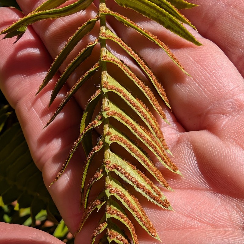 Polystichum imbricans subsp. curtum photo 8