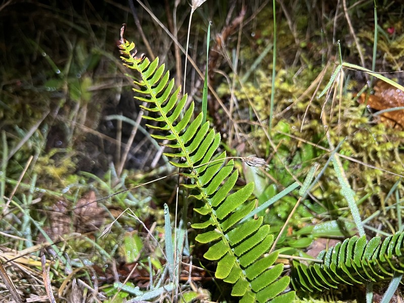 Polystichum imbricans subsp. imbricans