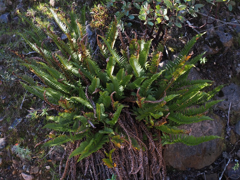 Polystichum imbricans subsp. imbricans photo 2