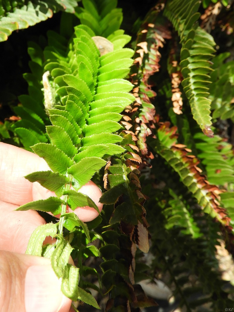 Polystichum imbricans subsp. imbricans photo 3