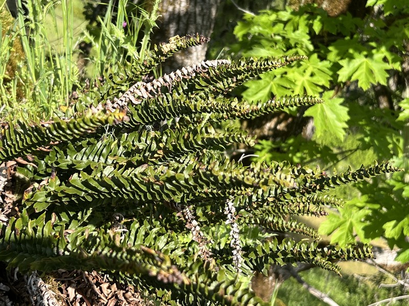Polystichum imbricans subsp. imbricans photo 4