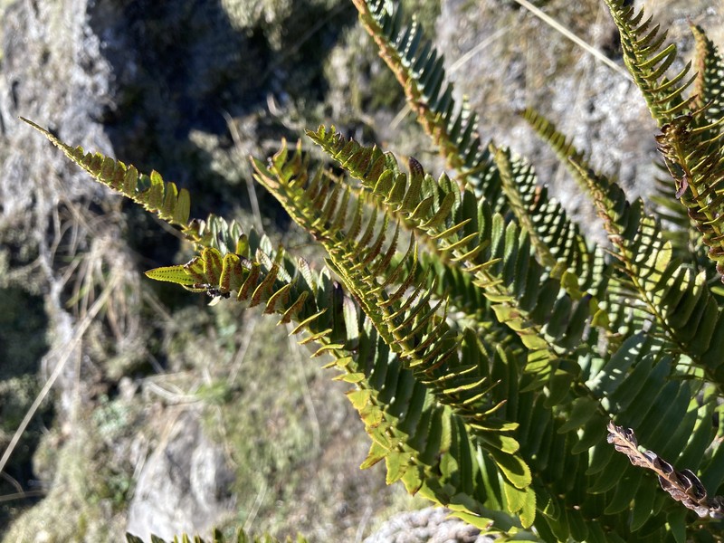 Polystichum imbricans subsp. imbricans photo 5