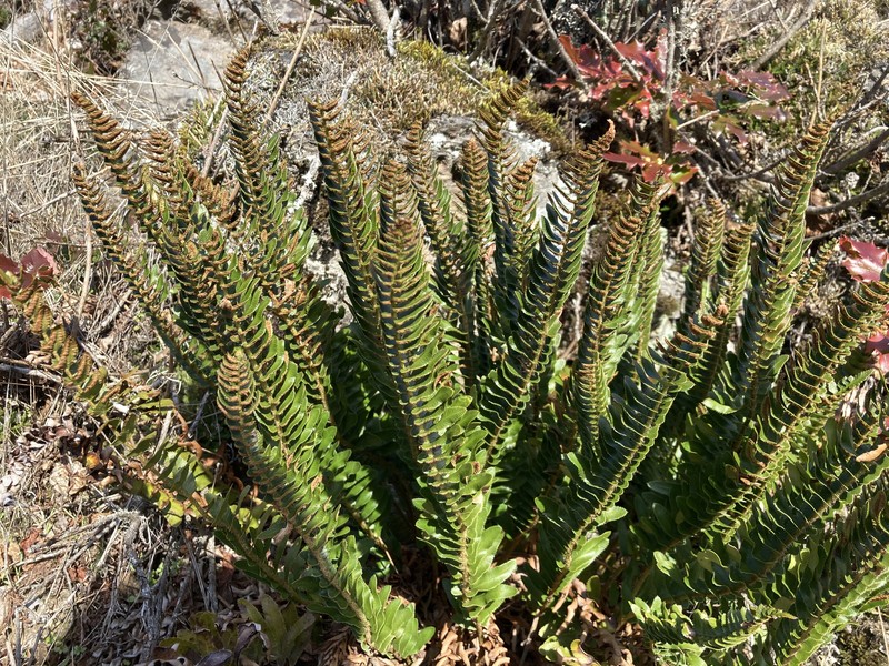 Polystichum imbricans subsp. imbricans photo 7