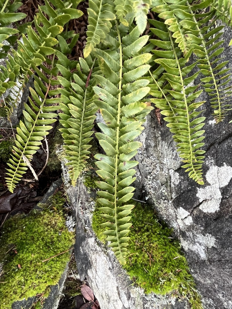 Polystichum imbricans subsp. imbricans photo 8