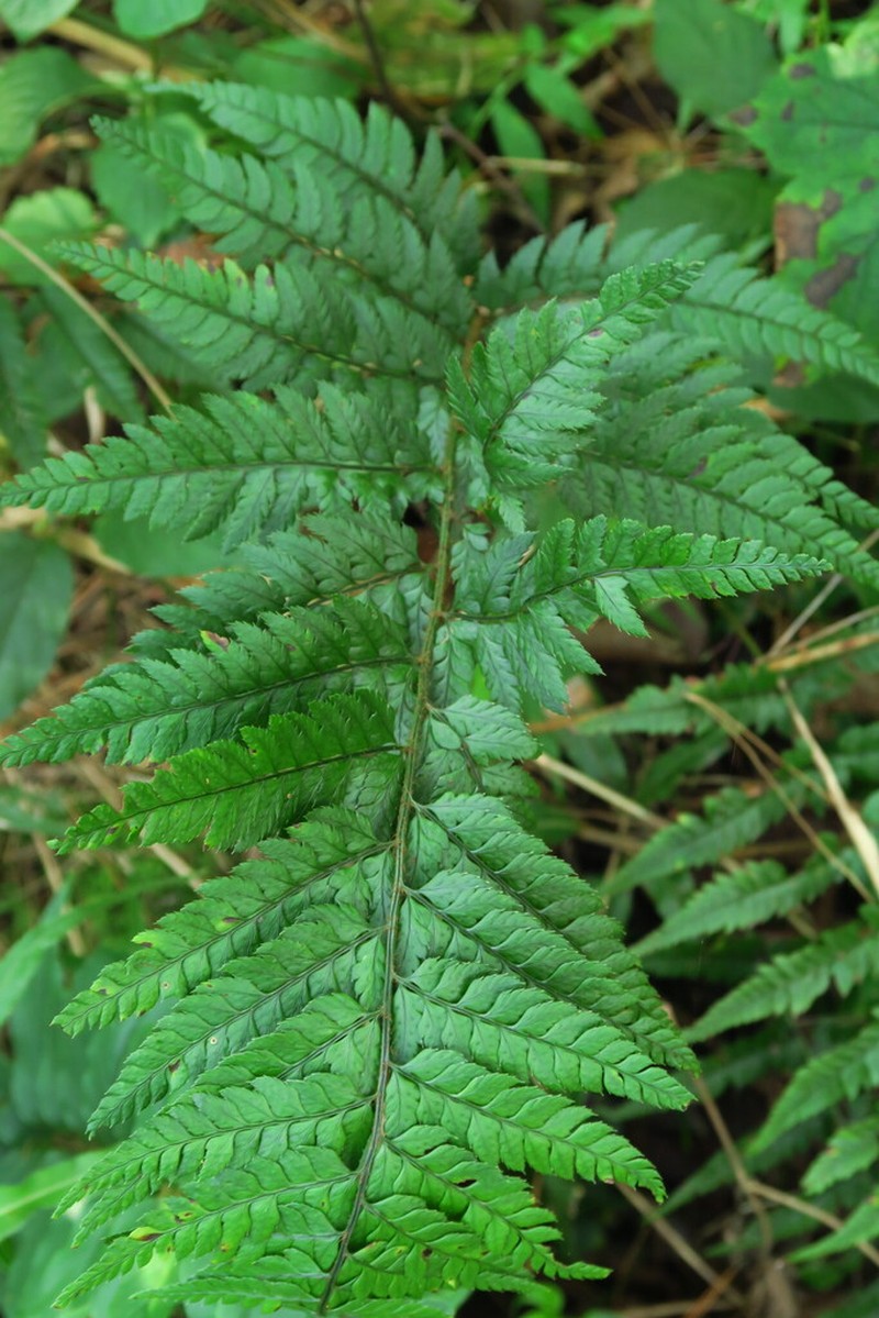 Polystichum incisopinnulum