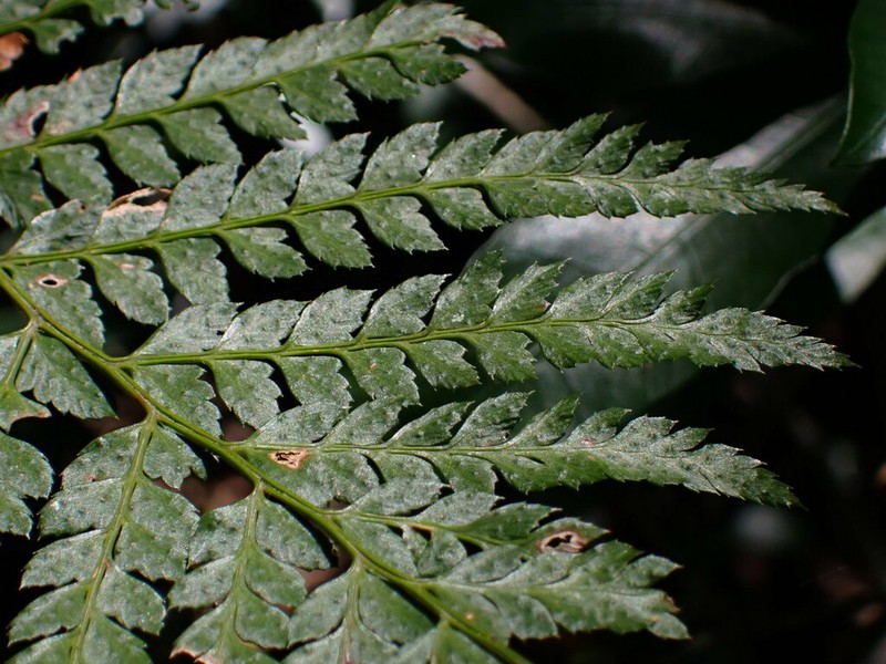 Polystichum incongruum