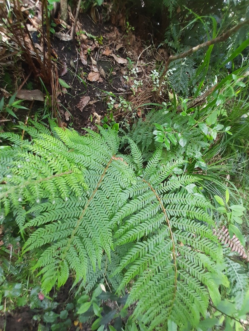 Polystichum incongruum photo 2