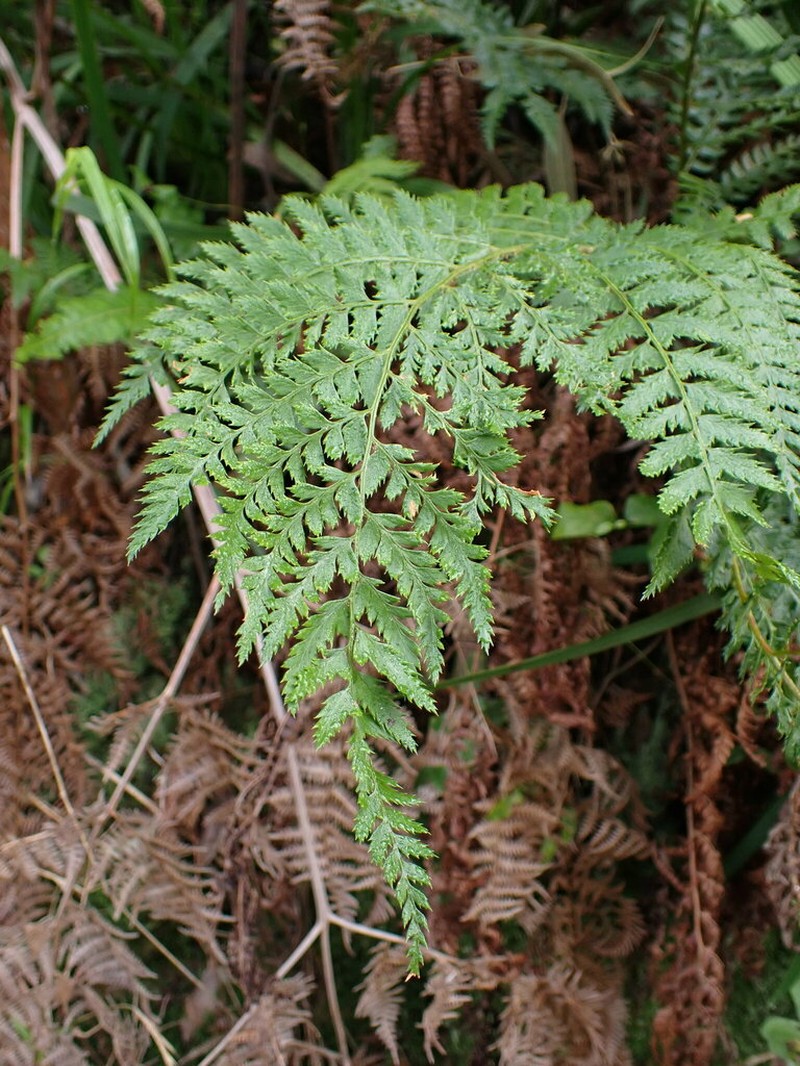 Polystichum incongruum photo 3