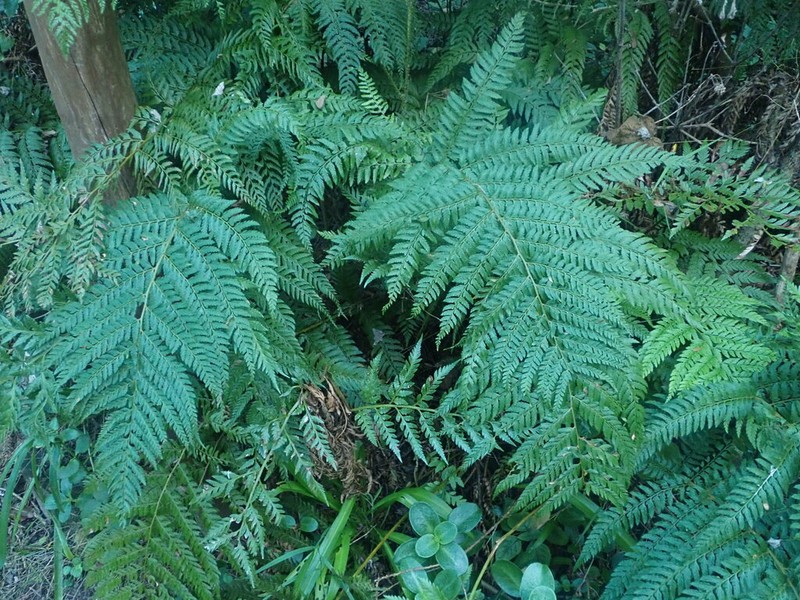 Polystichum incongruum photo 4