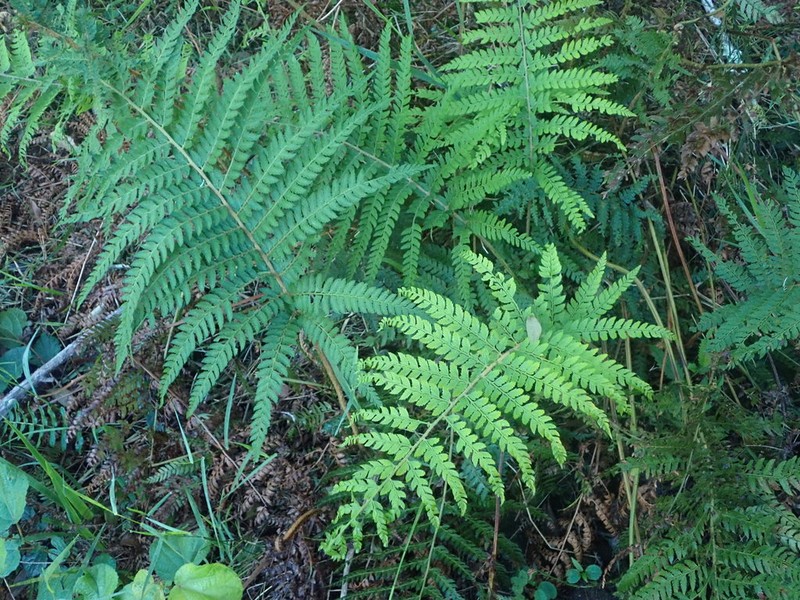 Polystichum incongruum photo 5
