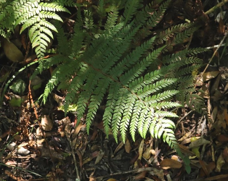Polystichum incongruum photo 6