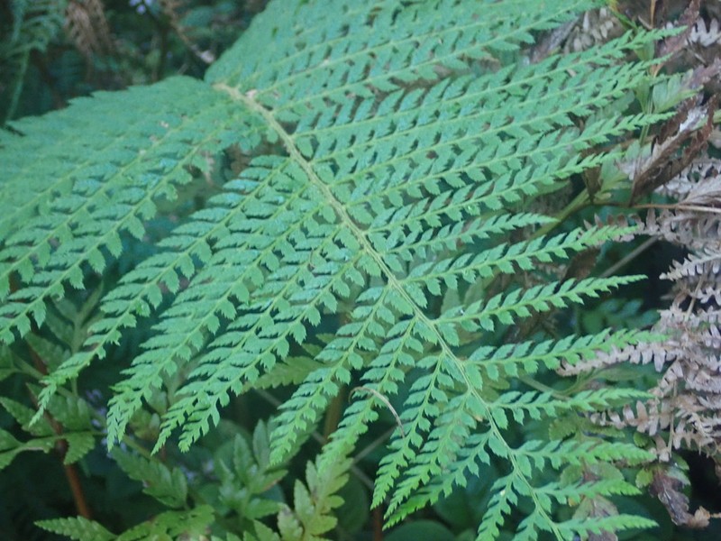 Polystichum incongruum photo 7