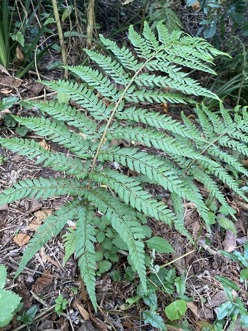 Polystichum incongruum photo 8