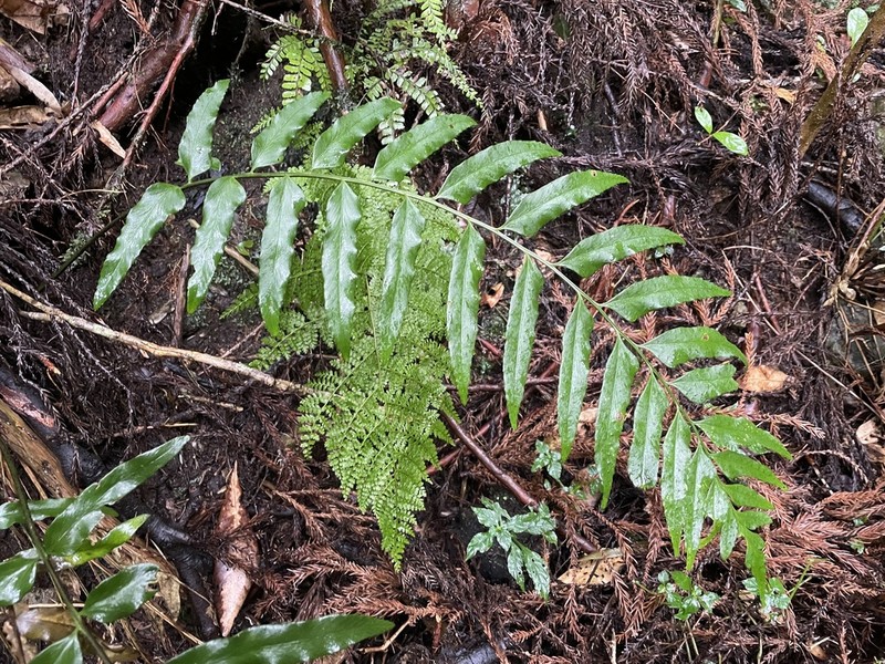 Polystichum integripinnum photo 2