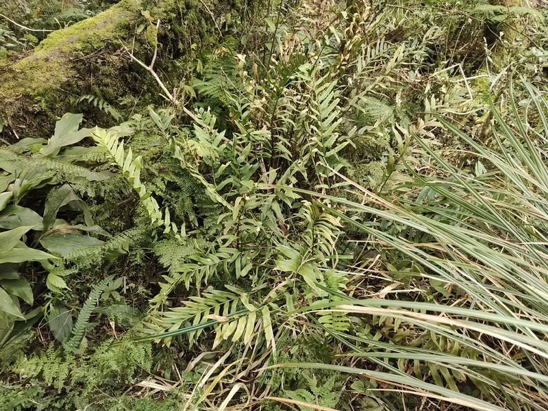 Polystichum integripinnum photo 3