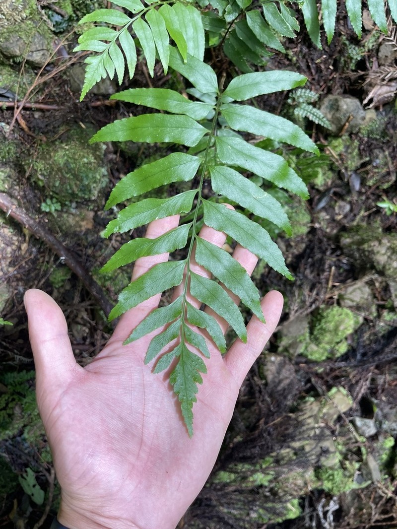 Polystichum integripinnum photo 4