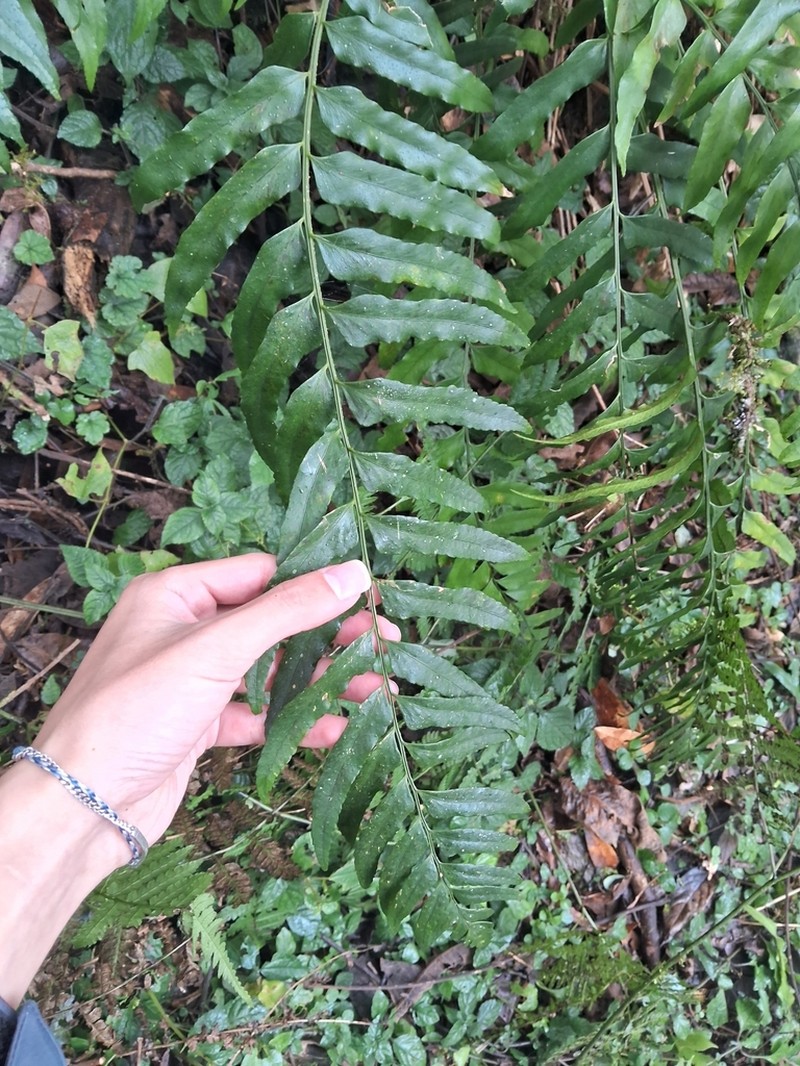 Polystichum integripinnum photo 5