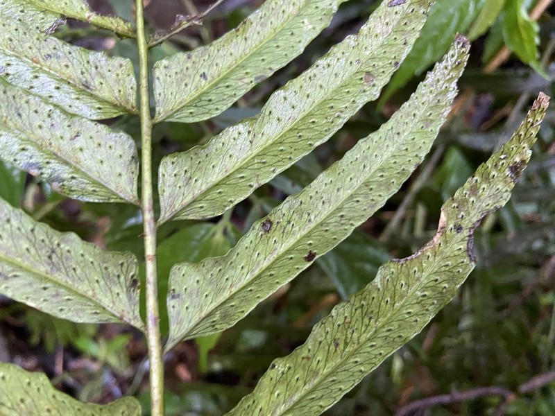 Polystichum integripinnum photo 6