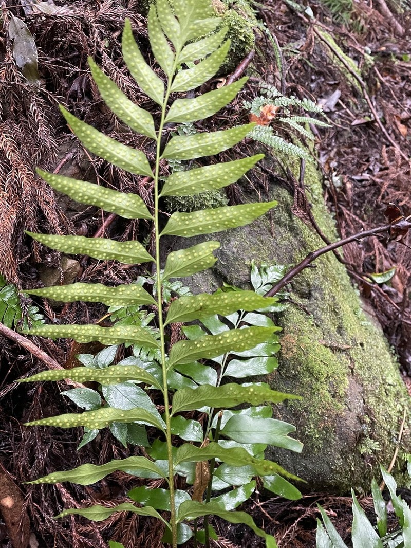 Polystichum integripinnum photo 7