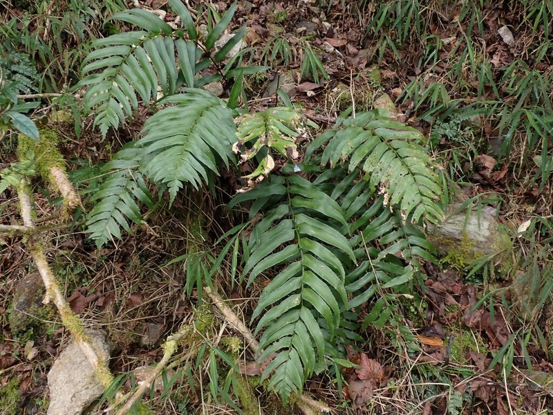 Polystichum integripinnum photo 8