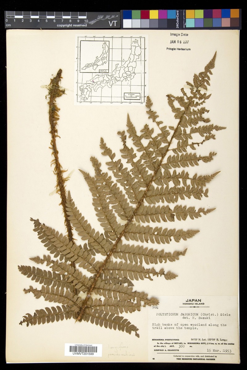 Polystichum jamunae