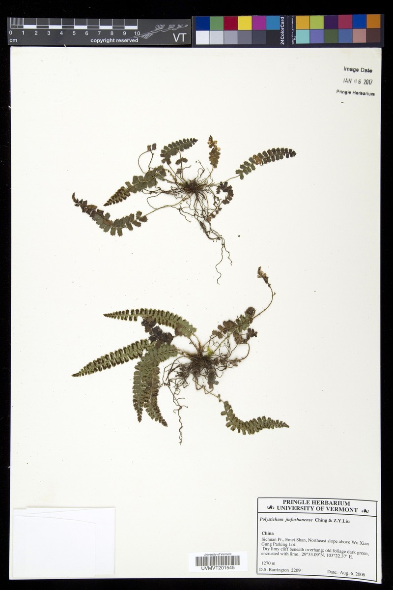 Polystichum jinfoshanense